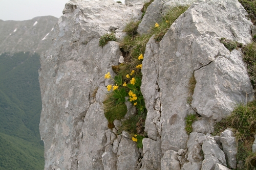 Primula auricula dalla Valle di Canneto (FR)